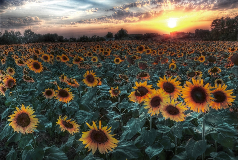 982 - ZONNEBLOEMENVELD - DE JONG FRANKE - netherlands.jpg